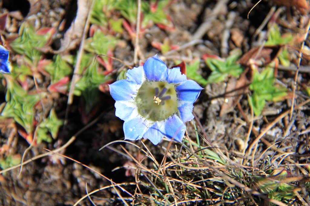 A Nepalese mountain flower