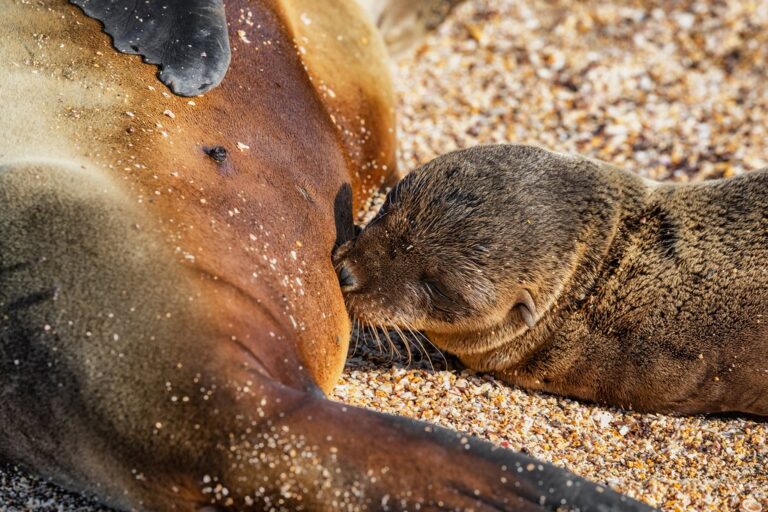 Galapagos Islands In May Travel Tips Weather And More