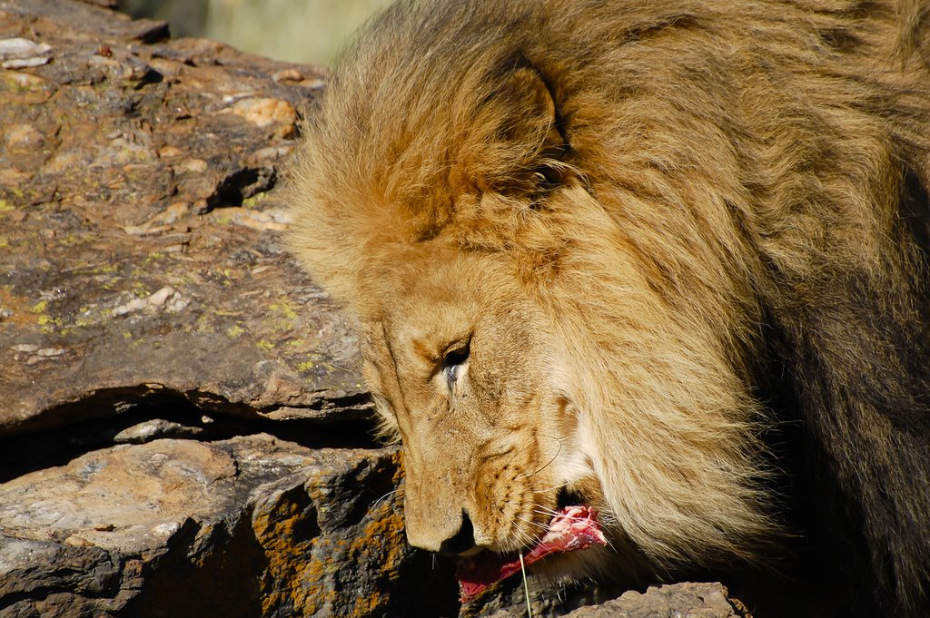 Wild Lion in N/a’an ku sê Wildlife Sanctuary