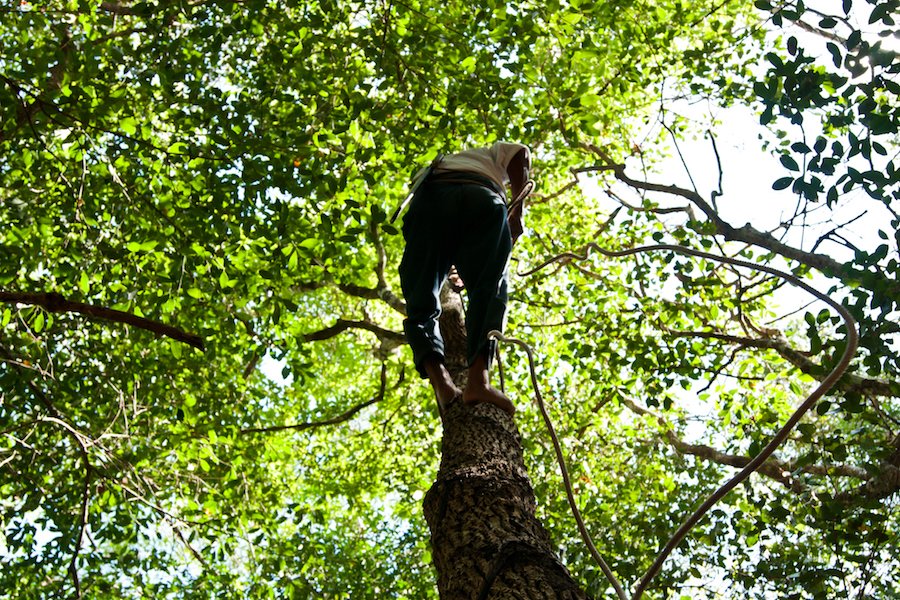 Climbing the gum tree