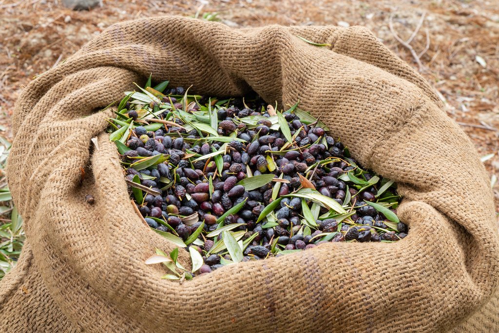 Fall is olive harvest time in Crete