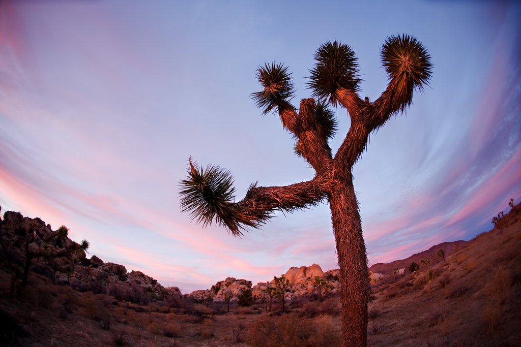 Joshua Tree