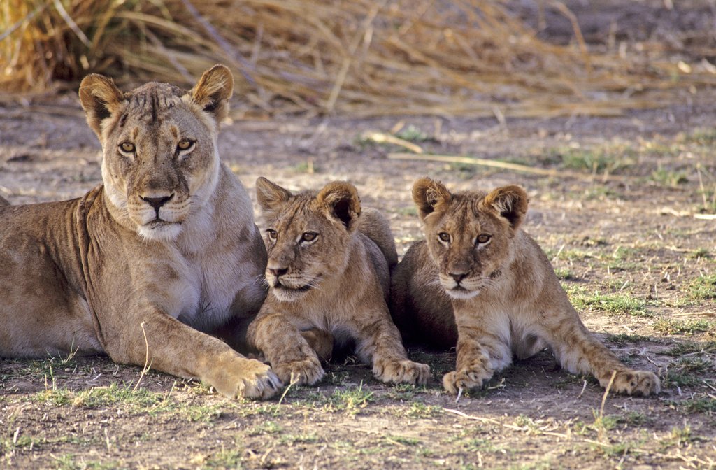 Lioness with cubs