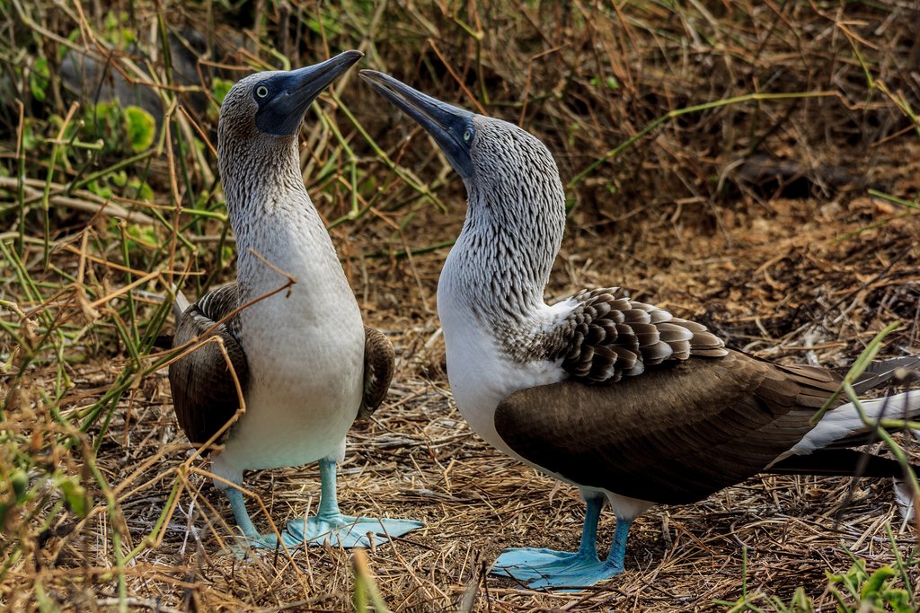 Blue-footed boobies, known as the world's friendliest birds