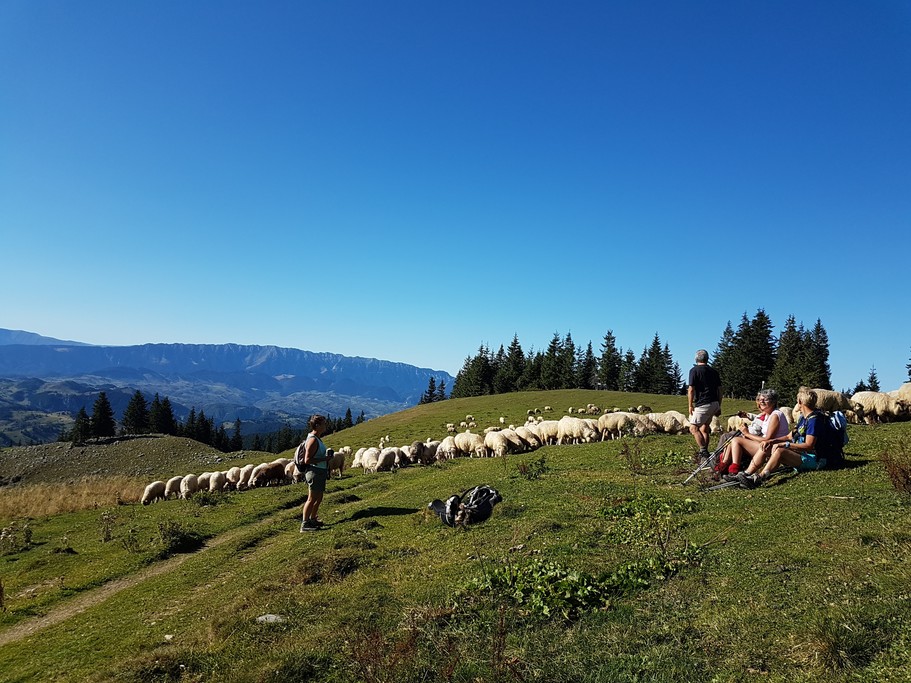 Taking a rest in the Bucegi Mountains