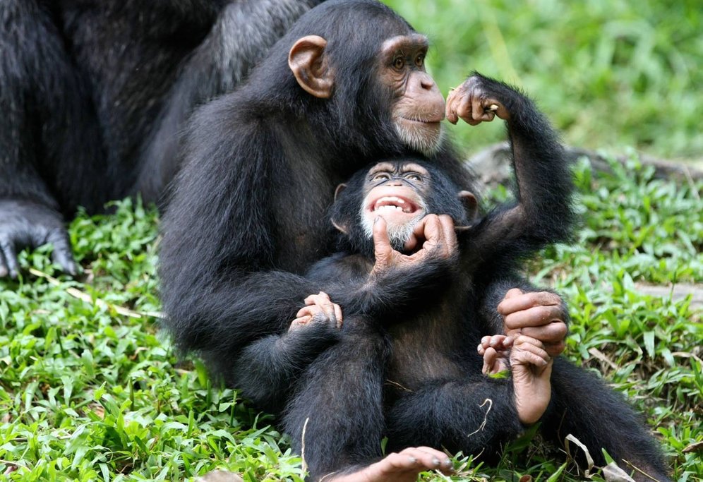 Chimpanzee Mother and Baby