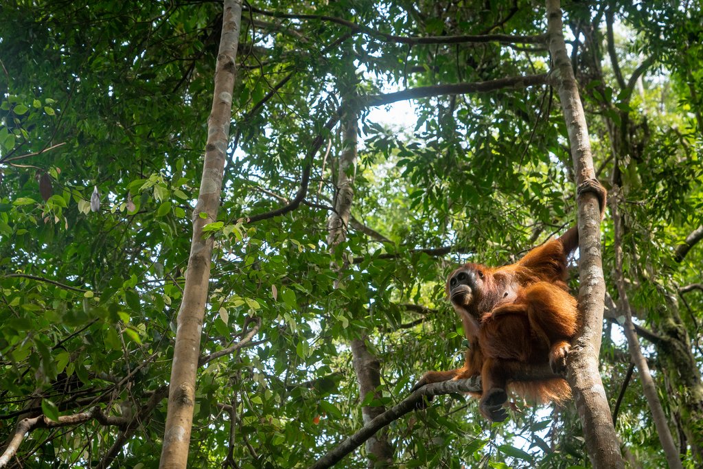 Orangutan in jungle