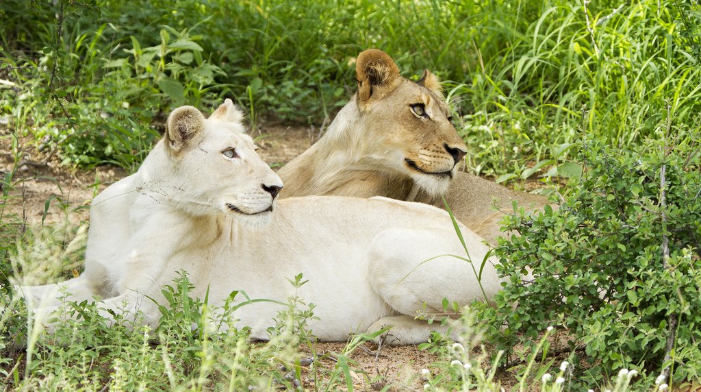 White lions in the Timbavati Game Reserve
