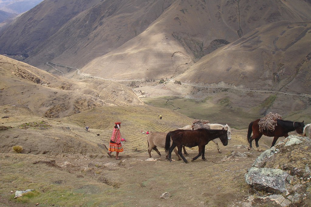 Horses with a lady