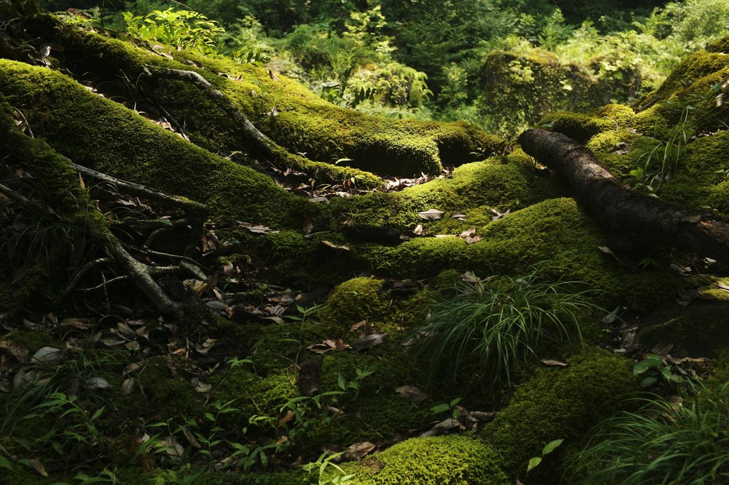 Forest paths