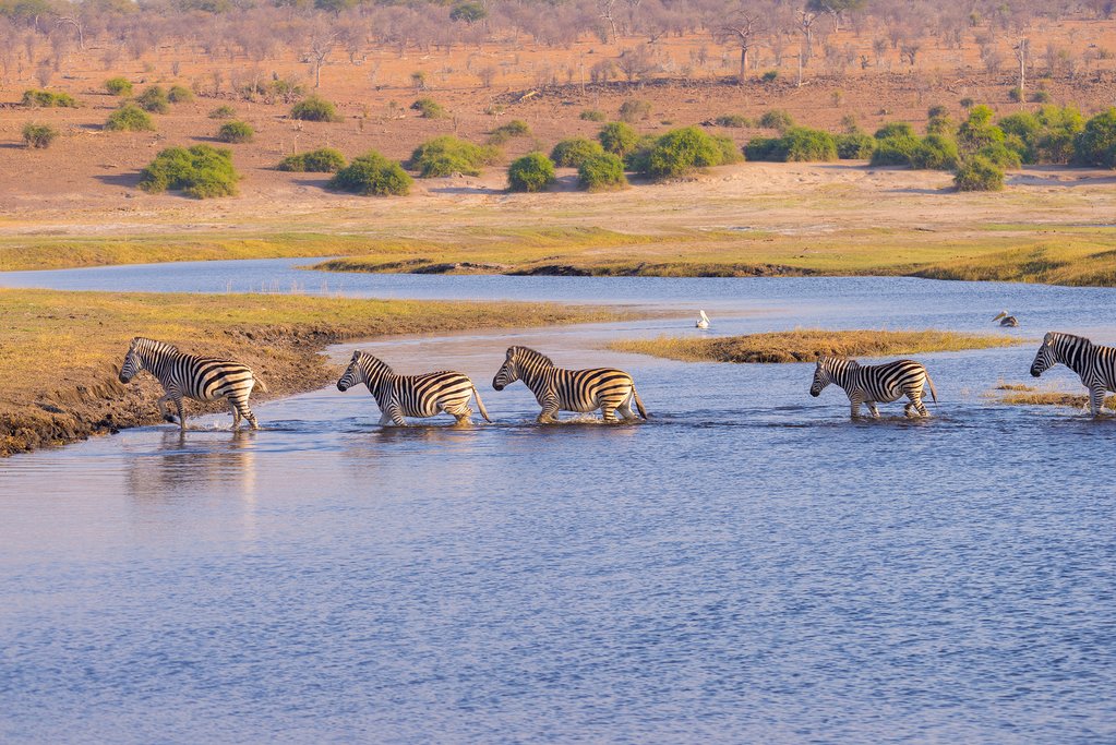 Zebras Crossing the River