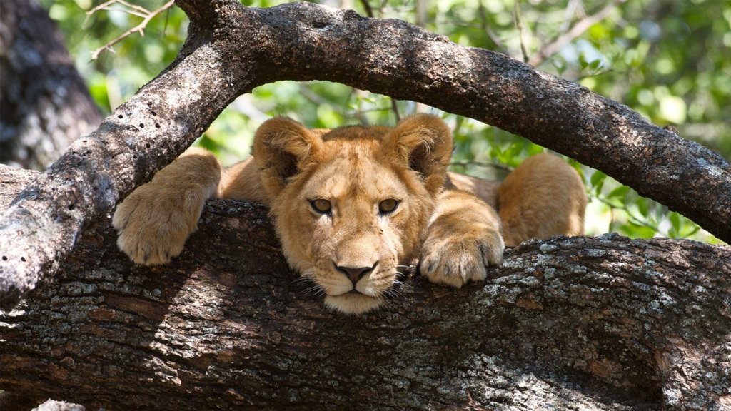 Lake Manyara Tree Climbing Lion