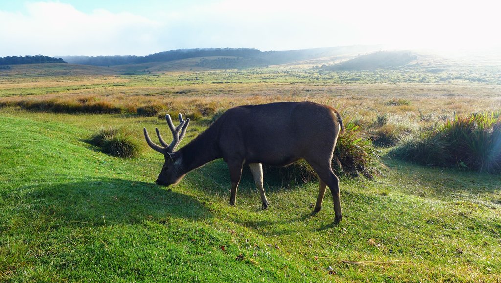 Horton Plains National Park