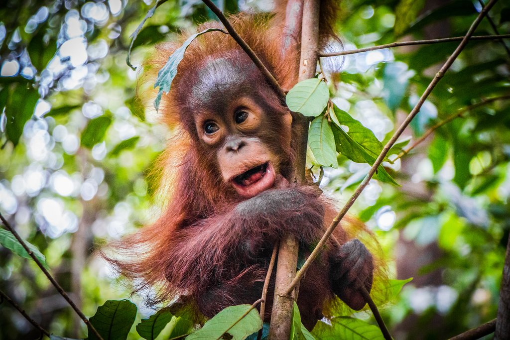You can see orangutans at the Sepilok Orangutan Rehabilitation Centre