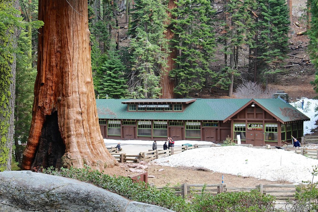 Giant Forest Museum and the Sentinel Tree (Photo courtesy of David Fulmer@Flickr)