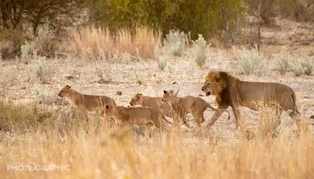 A lion pride seen on safari