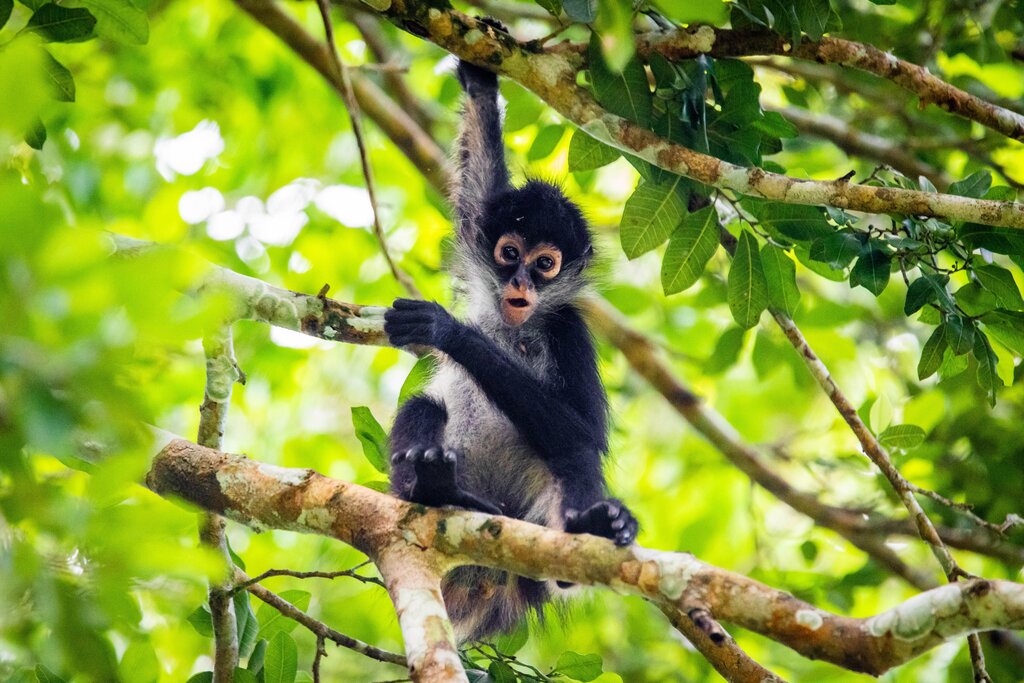 Keep an eye out for spider monkeys