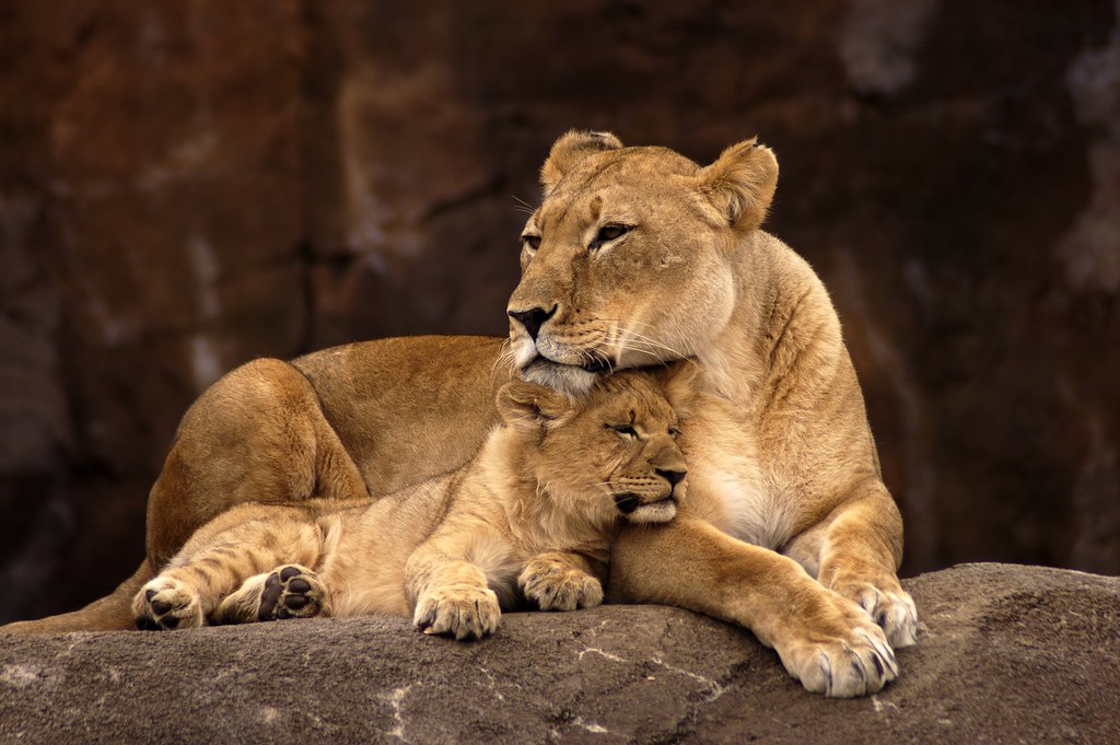 Lioness and her cub