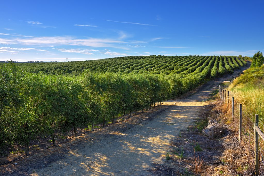Vineyard
