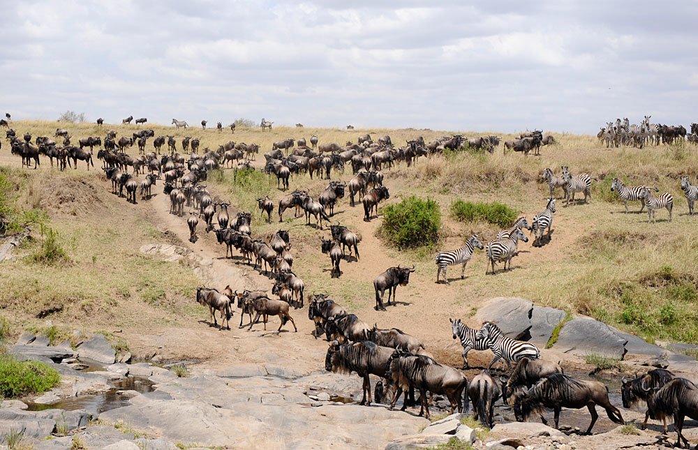 Wandering wildebeest and zebras