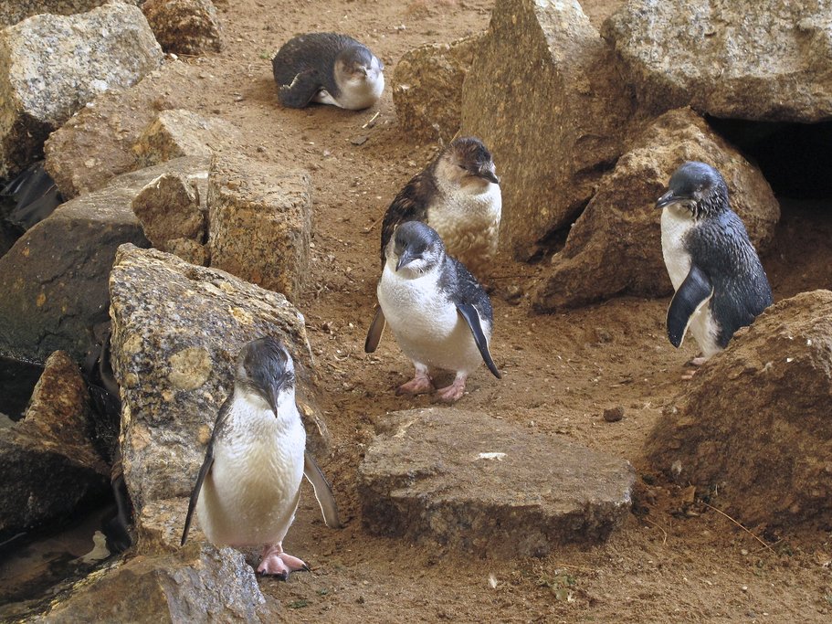Visit the little blue penguins at Royal Albatross Centre
