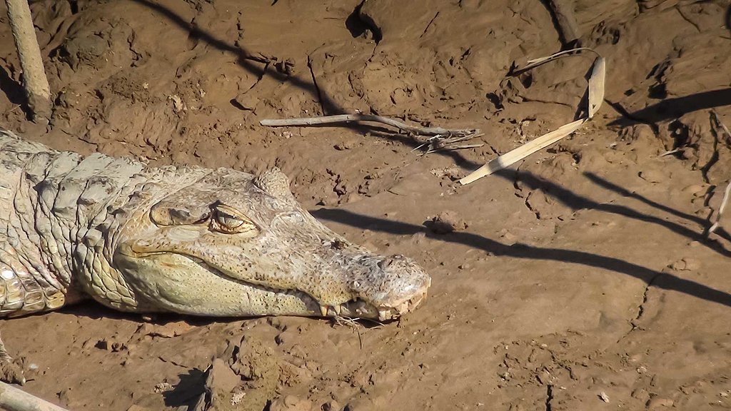 Friendly local on the banks of the Tambopata!