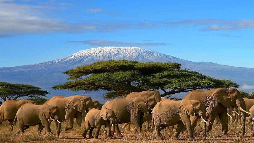 Elephants in Amboseli at the bottom of Mt. Kilimanjaro