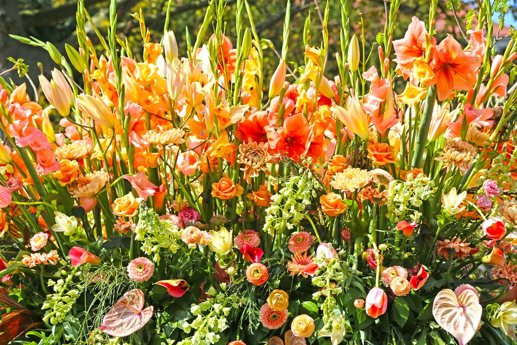 Colorful blooms in the flower bulb district
