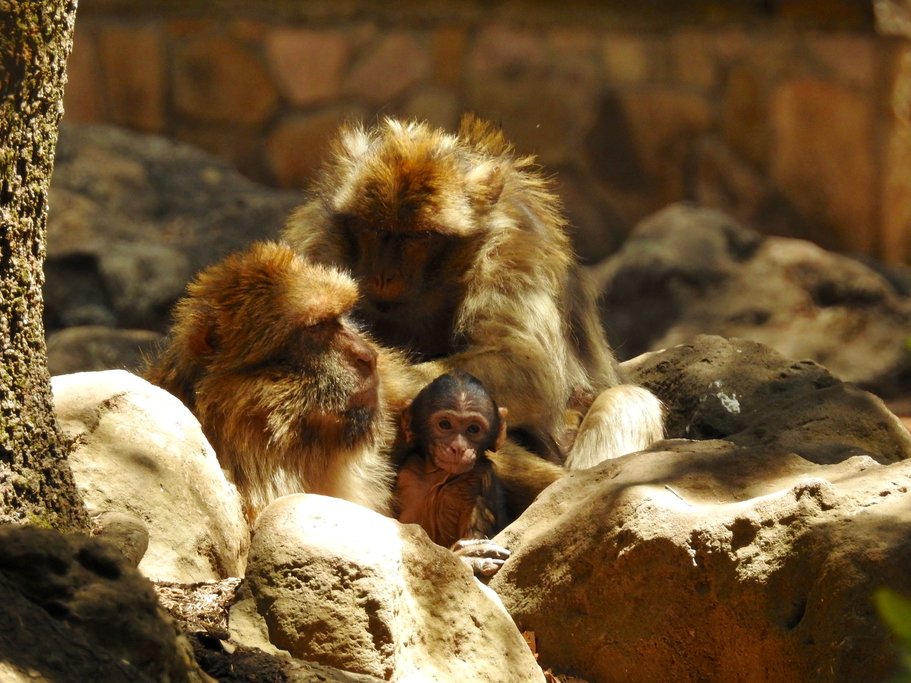 Atlas Monkeys