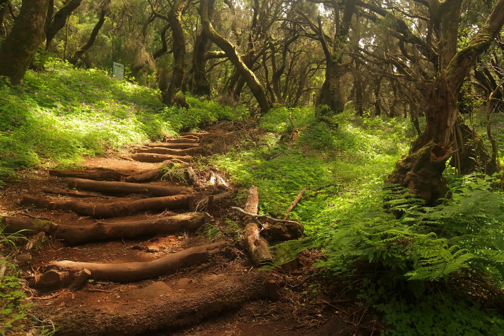 The fairytale laurel forests of Garajonay.