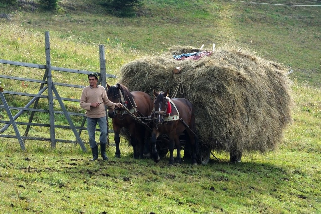 Villager taking the hay home by horse cart