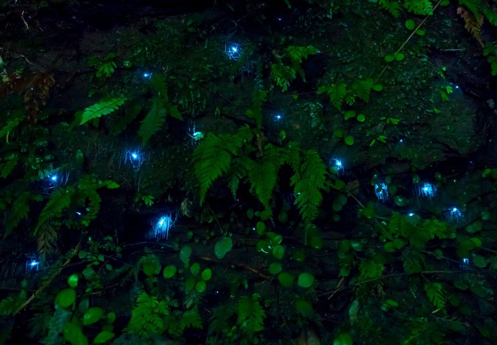 Waitomo Glowworm Caves
