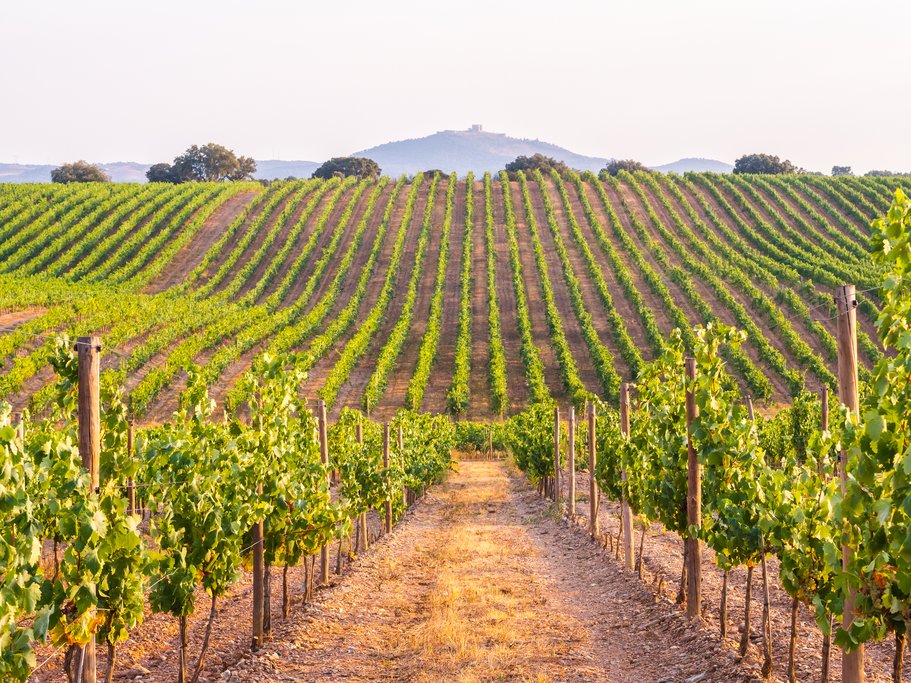 Vineyard in Alentejo