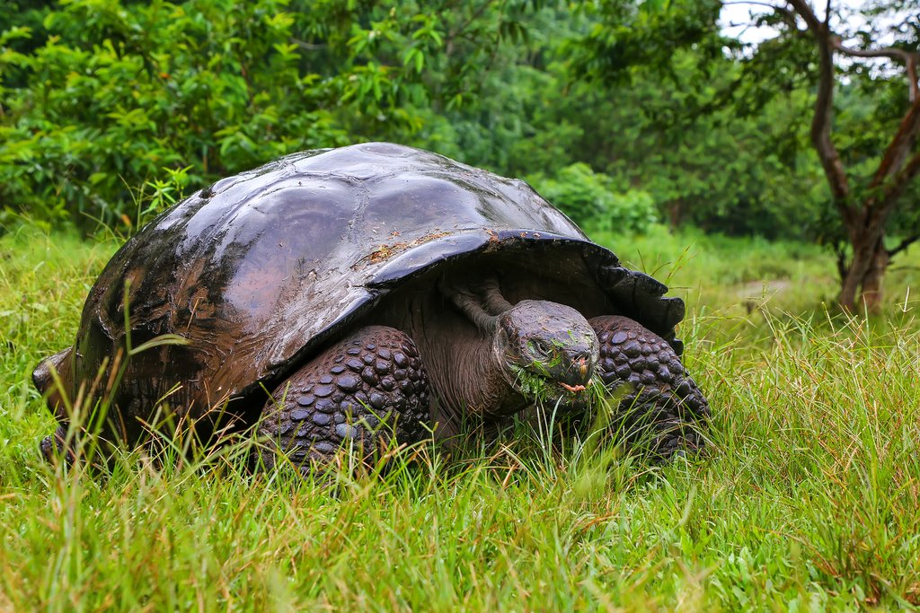 Giant tortoise on Santa Cruz Island