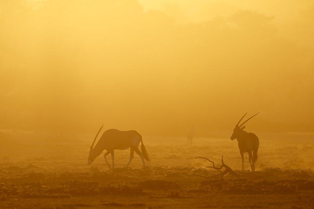 Gemsbok antelopes at sunrise