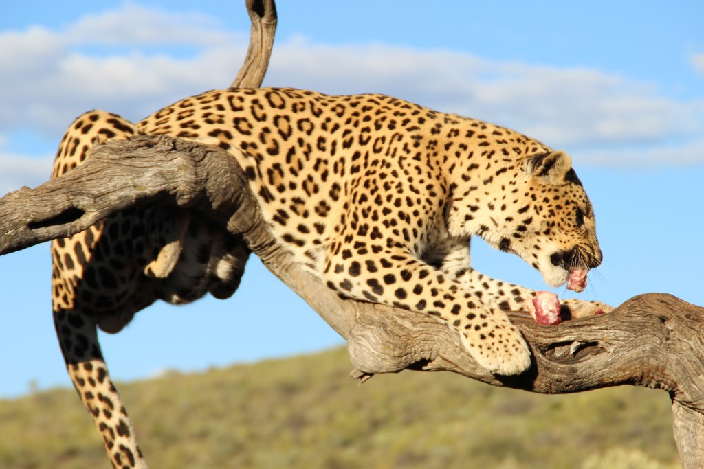Cheetah at the Africat Foundation