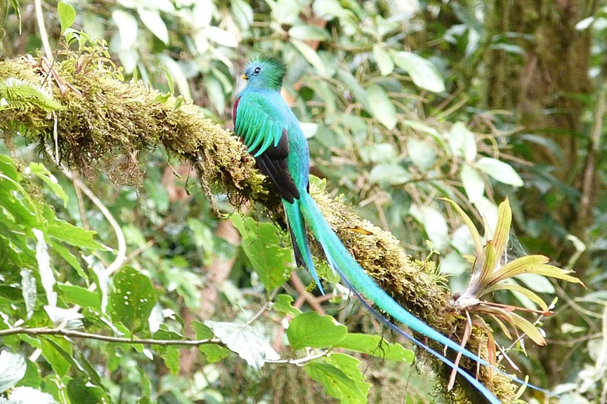 Quetzal