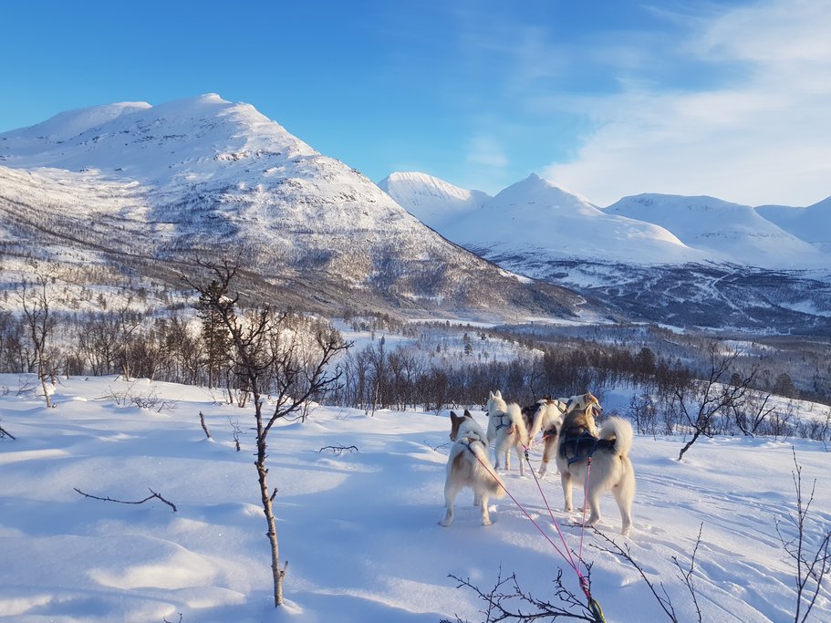 Dogsled through the Arctic wilderness near Tromsø.