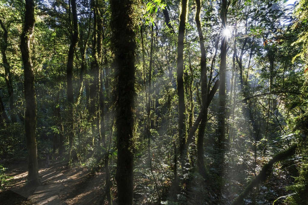 Forest of Chiang Mai