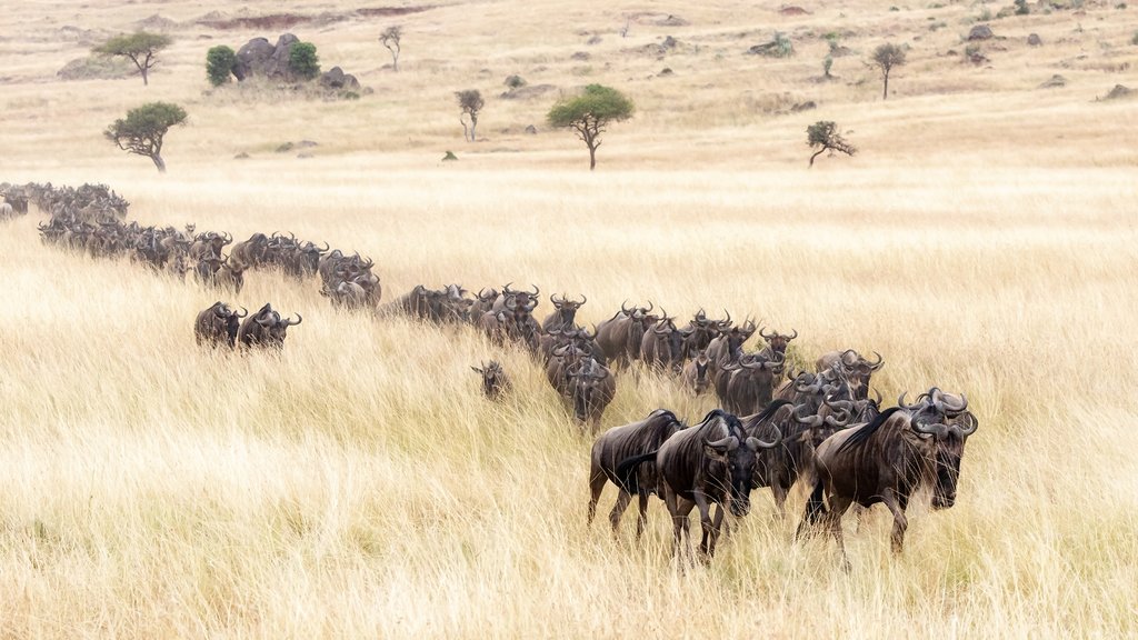 Wildebeest Migrating through the Mara Plains