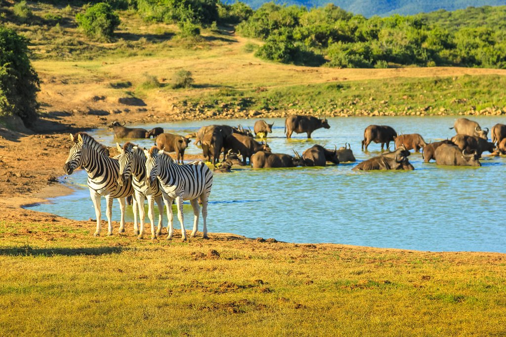 Addo watering hole