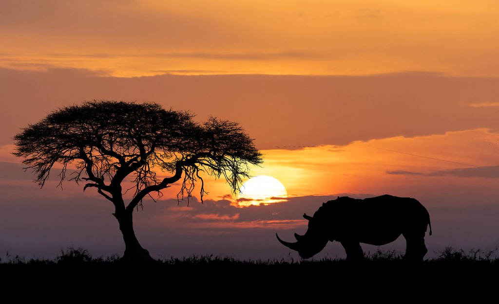 Rhinoceros at sunset