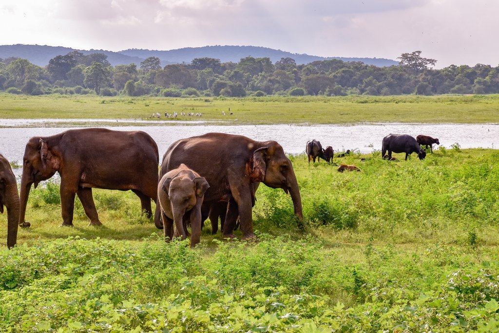 Asian elephants grazing in Udawalawe National Park.