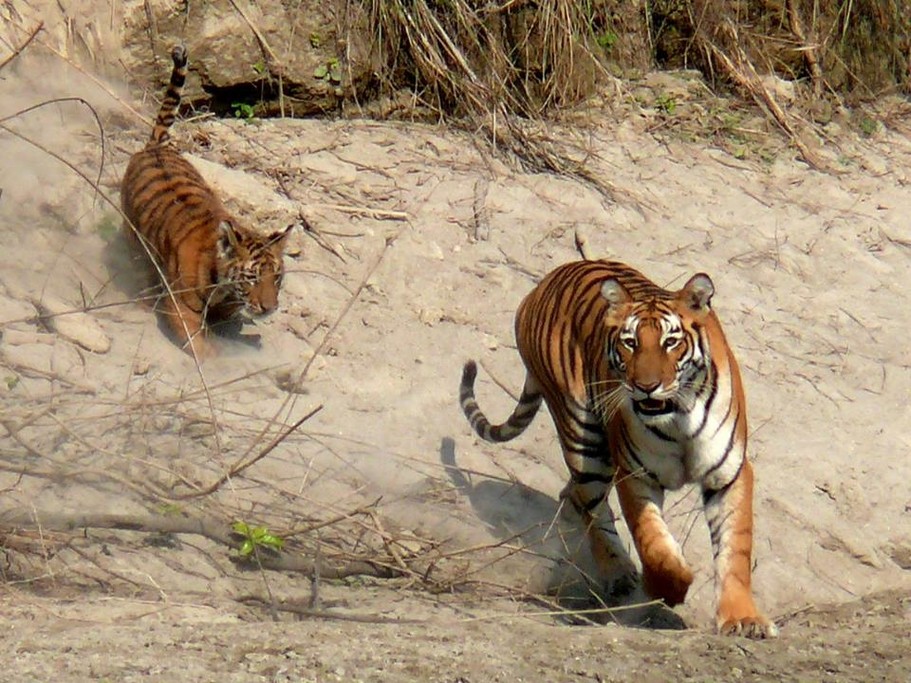 Keep an eye out for Bengal tigers