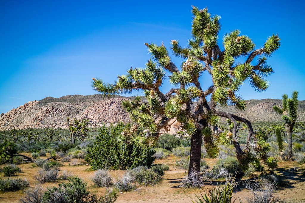 California - Joshua Tree National Park