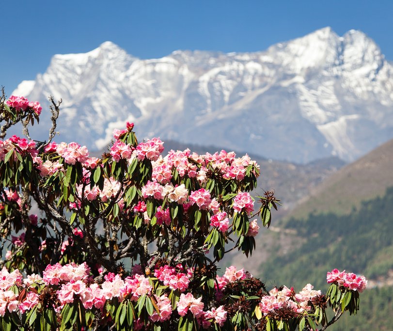 Rhododendron blossoms in spring