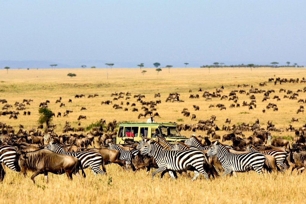 Zebras and wildebeest in the Serengeti