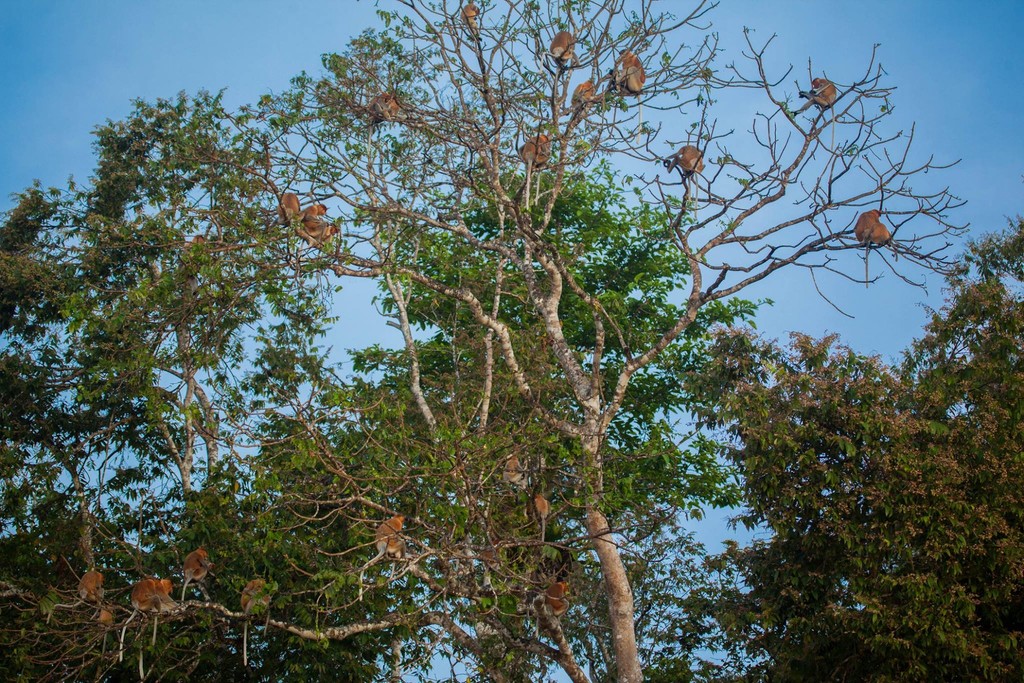 Proboscis monkeys