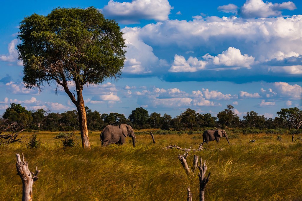 Elephants in the bush