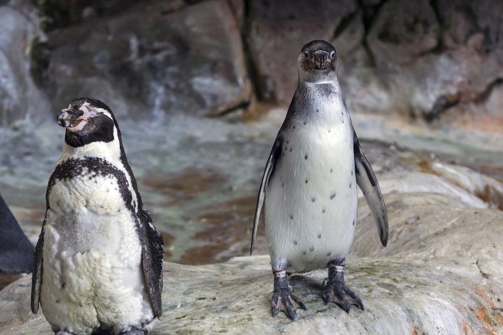 The charismatic Humboldt penguin